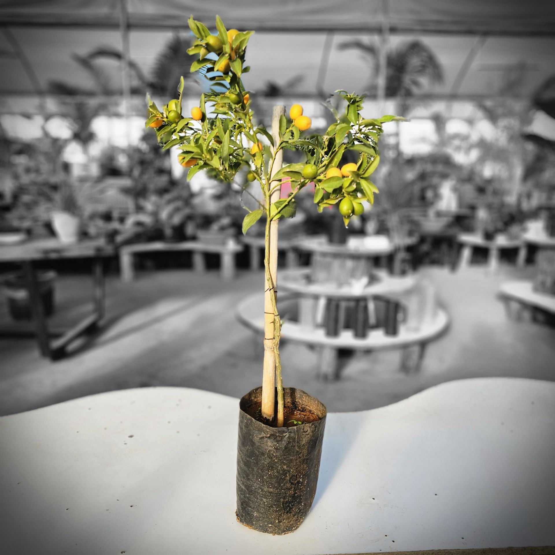 Kamkat  (Kumkuat küçük portakal)  meyvesi Ağacı