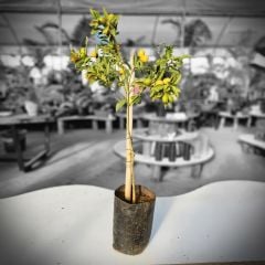 Kamkat  (Kumkuat küçük portakal)  meyvesi Ağacı