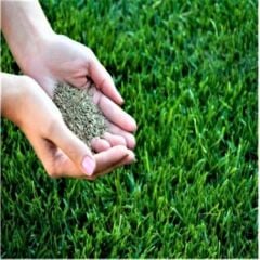 Serie Verte Performance 6S Basmaya Dayanıklı Çim Tohumu 10 Kg