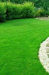 DLF ESQUIRE Lolium Perenne Çim Tohumu 18 Kg